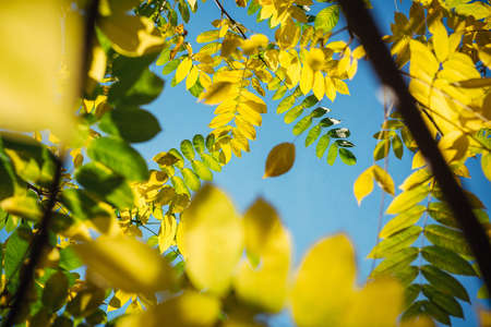 Yellow autumn foliage against a clear blue sky on sunny day. Tops of the trees with yellow-green leaves. Autumn background with copy space.の写真素材