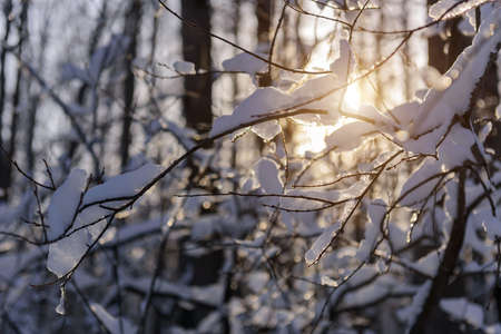 Close-up view of bare tree branches covered with snow on a frosty sunny day. Snowy branches with ice crystals in sunlight. Winter background.の写真素材