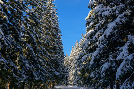 Shaggy fir trees covered with snow against clear blue sky on sunny winter day. Spruce branches under a thick layer of white snow. Copy space.の写真素材