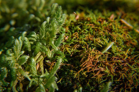 Soft green wet moss, macro photography, blurry background. Grassy undergrowth in sunlight, close-up.の写真素材