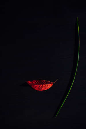Autumn red leaves look like a woman's lips on black background. Close-up of a leaf and a blade of grass, outline of a female face. Abstract image for advertising products.の写真素材