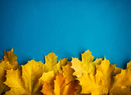Heap of yellow maple leaves on blue background, top view, close up. Image for design, autumn concept. Copy space.の写真素材