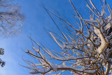 Tree branches covered with snow in the sunlight against blue sky. Christmas frosts. Winter background with copy space.の写真素材