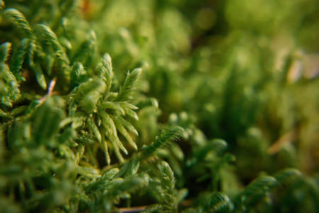 Close-up wet green moss growing on ground, selective focus, blurred backdrop. Forest moss in sunlight, macro. Ecological background.の写真素材