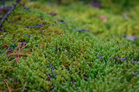 Wet green moss, close-up, selective focus. Natural plant background.の写真素材