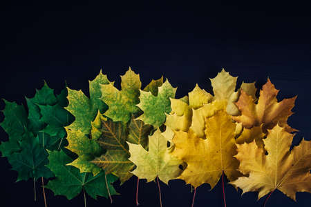 Green and yellow maple leaves laid out in row on black background. Autumn concept, color gradient, image for design with copy space.の写真素材
