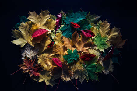 Heap of colorful autumn leaves, close-up. Bright foliage on black background. Collecting leaves for the herbarium. Autumn concept.の写真素材