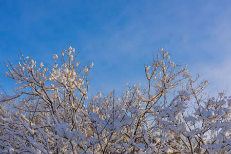 Tree branches covered with snow in the sunlight against blue sky. Christmas frosts. Winter background with copy space.の写真素材