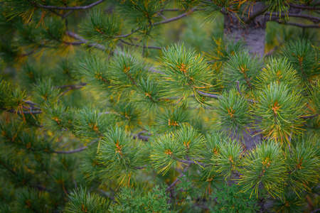 Spruce or pine tree close-up. Green prickly branches of a coniferous tree as natural background. Christmas holidays concept.の写真素材