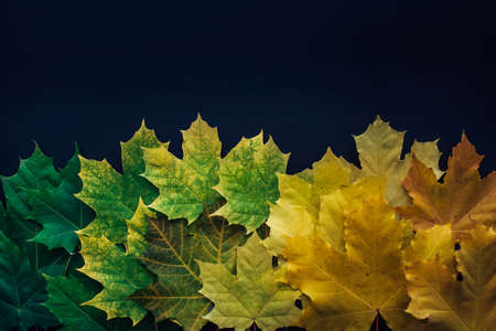 Green and yellow maple leaves laid out in row on black background. Autumn concept, color gradient, image for design with copy space.の写真素材