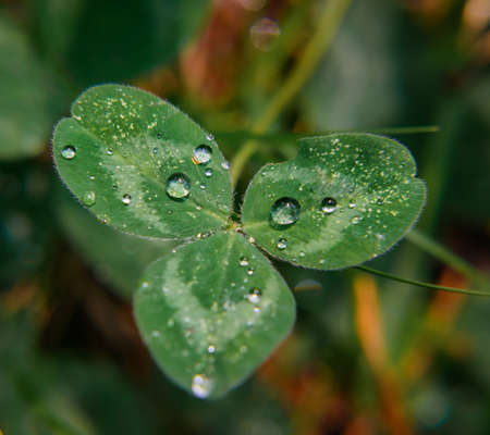 Close-up image of raindrops on three leaves clovers. Macro image green trefoil with drops of dew on...