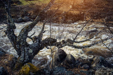 Old leafless tree, covered with lichen, leaned low over stormy mountain river. Dying birch on the...