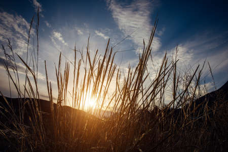 Sunset, evening in the field. Sun rays shine through the tall grass on the background of hills and blue sky with white clouds. Beautiful natural background, eco-friendly area.の写真素材
