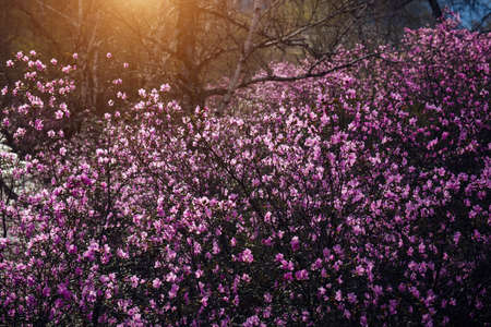 Almond bushes, covered with delicate pink flowers, in the soft light of rising sun. Spring rhododendron flowering in Altai mountains. Beautiful natural background.の写真素材