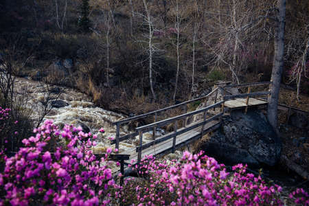 Wooden pedestrian bridge over stormy mountain stream. Spring morning in the mountains. Gray stones, flowering rhododendron bushes with pink flowers in the foreground. Meltwater in the river.の写真素材