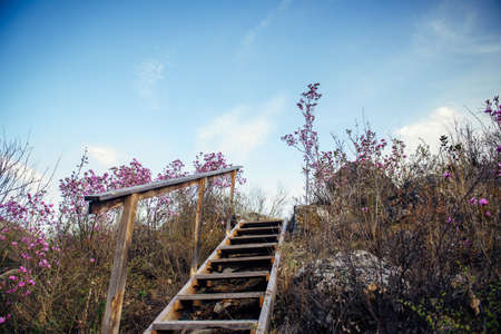 Wooden staircase with a railing on a hill among rocks and bushes against blue sky, view from below. Plank steps go up. Hiking in the mountains.の写真素材