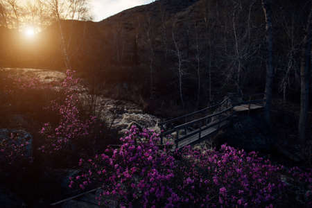 Sunrise in mountain valley. Sunset over stormy stream and flowering bushes. Twilight among the hills. Natural background.の写真素材