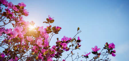 Pink rhododendron flowers in sunlight against the blue sky, close-up. Spring day in blooming garden. Maralnik bushes in Altai Mountains. Natural background, space for text.の写真素材