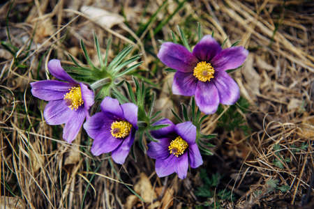Purple flowers with yellow core. Spring flowering. Abstract floral background.の写真素材