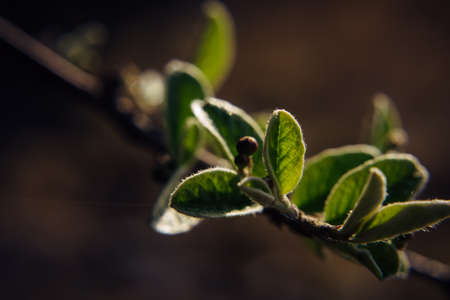 Close-up of a tree branch with young green leaves, blurred background. Spring foliage, macro photography.の写真素材