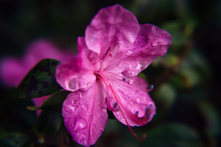 Blooming almond pink flower, close up, blurred background. Flowering rhododendron branches, altai sakura. Image for greeting card, selective focus.の写真素材