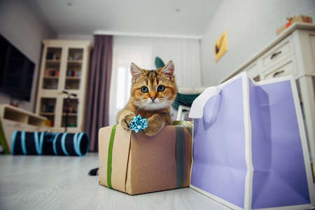 Cute ginger kitten of the British Chinchilla breed sitting near a gift box with a ribbons in home interior. Pet among holiday gifts.の写真素材