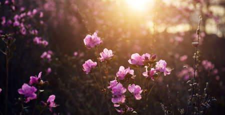 Delicate pink rhododendron flowers in the sunlight, blurred background, close-up. Sunset or sunrise in blooming garden. Maralnik bushes in the Altai mountains in early spring.の写真素材