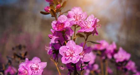 Almond blossom, cherry blossom, close-up, blurred background. Spring pink flowers in the sunlight. Abstract floral image.の写真素材