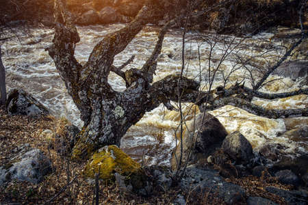 Old leafless tree, covered with lichen, leaned low over stormy mountain river. Dying birch on the rocky bank of a rushing stream. Wild natural background.の写真素材