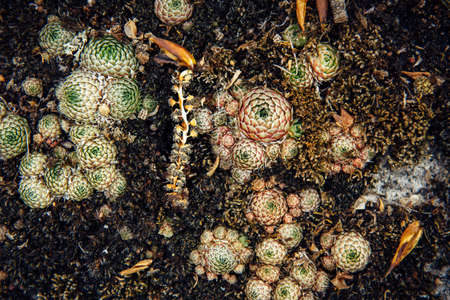 Abstract background, rough gray stone covered with beautiful colorful moss and lichen. Plants on a rock, close-up, selective focus. Natural textures for design.の写真素材