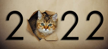 Cute ginger kitten peeks through a hole in craft paper with inscription 2022. Playful and funny pet...