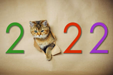 Funny red kitten looks through a hole in brown craft paper, with inscription 2022. Naughty pet waiting of the new year.の写真素材