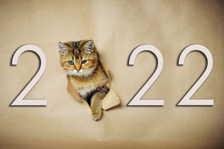 Funny red kitten looks through a hole in brown craft paper, with inscription 2022. Naughty pet waiting of the new year.の写真素材