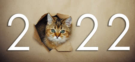 Cute ginger kitten peeks through a hole in craft paper with inscription 2022. Playful and funny pet on a New Year's poster. Mockup for calendar.の写真素材