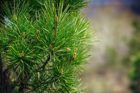 Spruce or pine branch, close-up, blurred background. Green needles of a taiga tree in the sunlight.の写真素材