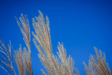 Autumn dry grassy plants against blue sky. Abstract natural background with copy space.の写真素材