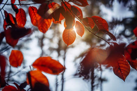 Fancy pattern of autumn foliage in sunlight against the sky, close-up. Abstract leaves background, soft blurred focus.の写真素材