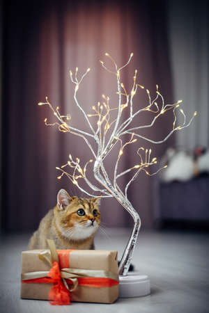 Wonderful red kitten sitting near a lighted garland and a gift box with bow in cozy home interior. Festive New Year's card, soft blurred focus.の写真素材