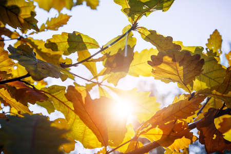 Yellow oak leaves against blue sky in sunlight, close-up. Abstract autumn background, copy space.の写真素材