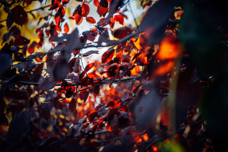 Fancy pattern of autumn foliage in sunlight against the sky, close-up. Abstract leaves background, soft blurred focus.の写真素材
