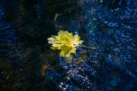 Autumn yellow maple leaves on glowing water surface. Fallen foliage in the stream. Beautiful nature background, copy space.の写真素材