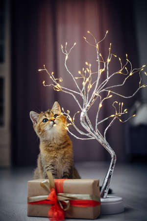 Cute ginger cat and Christmas lights. Cute kitten playing with a garland in home interior. Blurry background, close-up. New year 2022 concept.の写真素材
