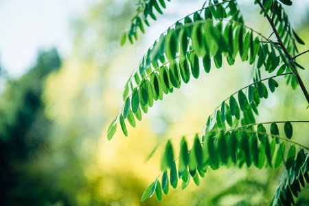 Thin branches with small green leaves on blurry background, close-up. Spring sunny abstract background. Copy space.の写真素材