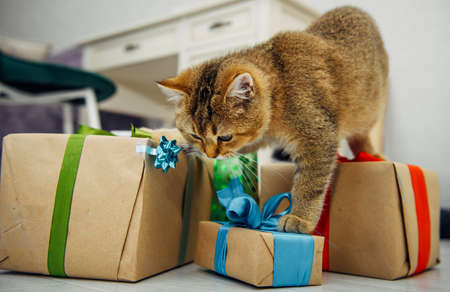 Cute ginger kitten of the British Chinchilla breed plays with gift box in the home interior. Pet among the holiday gifts.の写真素材