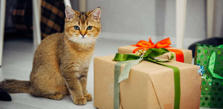 Cute ginger kitten of the British Chinchilla breed sitting near a gift box with a ribbons in home interior. Pet among holiday gifts.の写真素材