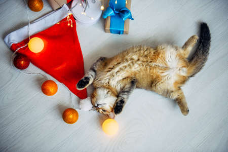 Funny fluffy kitten stretched out on the floor among Christmas lights, colorful toys and gift boxes, top view. Pet cat and Santa's hat.の写真素材