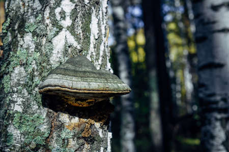 Chaga mushroom on birch trunk, close up. Gray fungus on old tree in forest. Folk alternative...