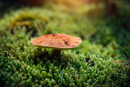 Close-up of a mushroom with brown scaly cap growing on moist forest moss, blurred green background. wild fungi.の写真素材