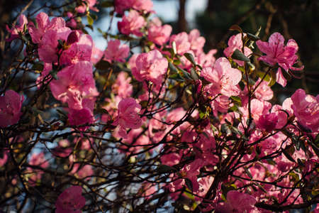 Spring shrub blooming with delicate pink flowers in sunlight. Altai rhododendron ledebur, close-up. Abstract floral background.の写真素材