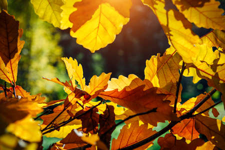 Yellow oak leaves in the sunlight, close up. Abstract autumn background, space for copying.の写真素材